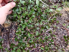Ceanothus cuneatus cuneatus
