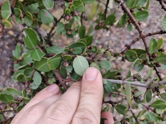Ceanothus cuneatus cuneatus