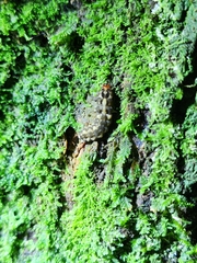 Elateroidea
