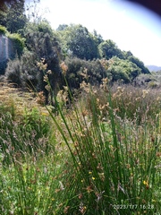 Juncus procerus