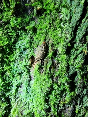 Elateroidea