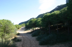 Retama raetam bovei
