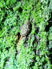 Elateroidea