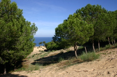 Retama raetam bovei