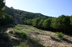 Retama raetam bovei