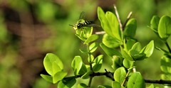 Stictia signata
