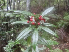 Ardisia lindleyana