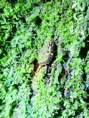 Elateroidea