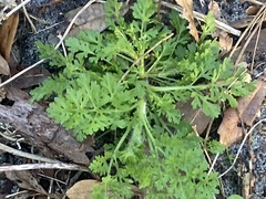 Eupatorium compositifolium
