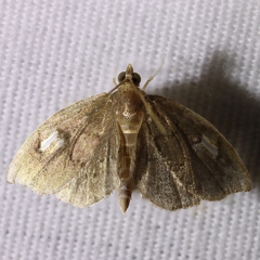 Perispasta caeculalis