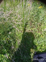 Juncus procerus