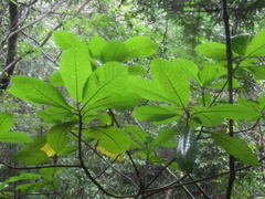 Saurauia tristyla