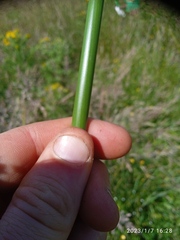 Juncus procerus