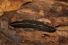 Continenticola