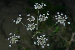 Daucus rouyi