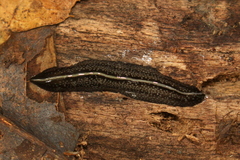 Continenticola