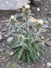 Cirsium hookerianum