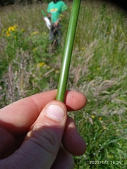 Juncus procerus