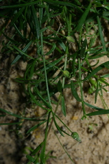 Rhodalsine geniculata