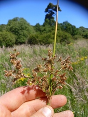 Juncus procerus
