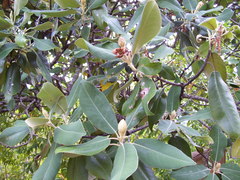 Magnolia