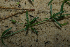 Rhodalsine geniculata