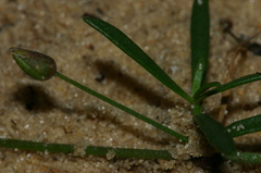 Rhodalsine geniculata