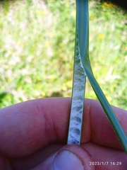 Juncus procerus