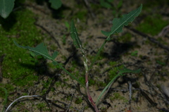 Rumex tingitanus