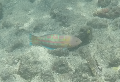 Thalassoma trilobatum