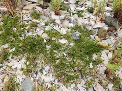 Sporobolus virginicus