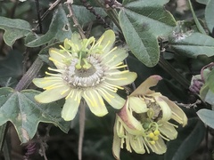 Passiflora lobbii