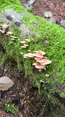 Scytinotus longinquus