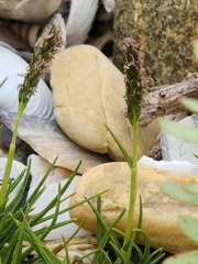 Sporobolus virginicus