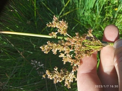 Juncus procerus