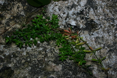 Asperula aristata