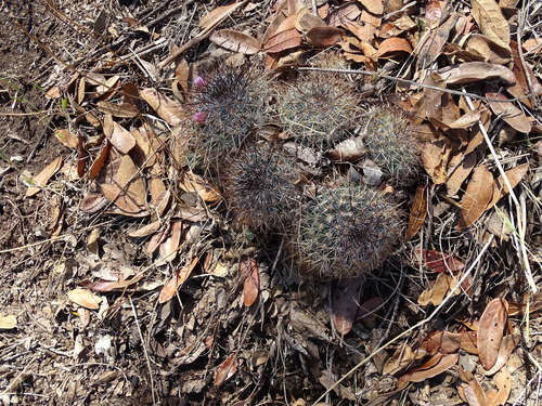 Mammillaria discolor