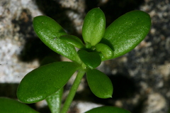 Asperula aristata