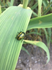 Calligrapha mexicana