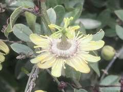 Passiflora lobbii
