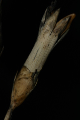 Dianthus caryophyllus