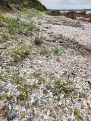 Sporobolus virginicus