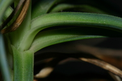 Dianthus caryophyllus