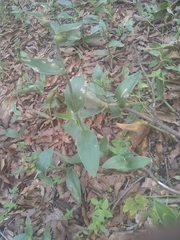 Tradescantia crassifolia