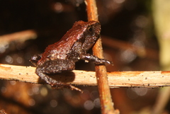Eupsophus