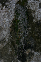 Asperula aristata