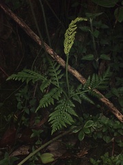 Botrypus virginianus