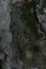Asperula aristata