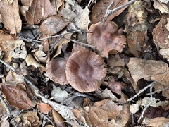 Cortinarius ohlone