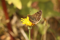 Butleria elwesi